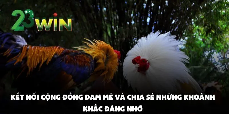 Top Trận Đá Gà Cựa Sắt Kịch Tính Được Yêu Thích Nhất Tại 23win